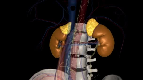 Die Nieren Sind Zwei Bohnenförmige Organe Die Ihr Blut Filtern — Stockvideo