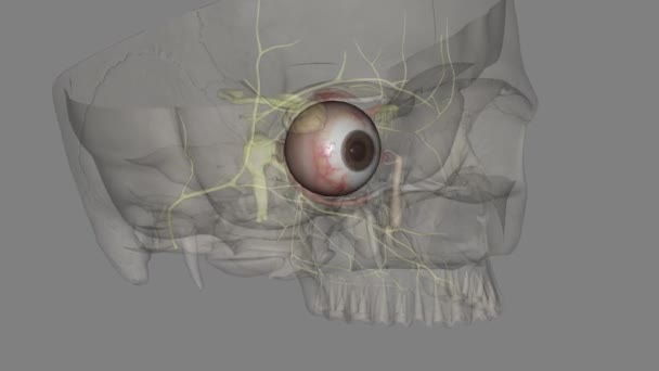 Оптичний Нерв Складається Мільйонів Нервових Волокон Які Надсилають Візуальні Повідомлення — стокове відео