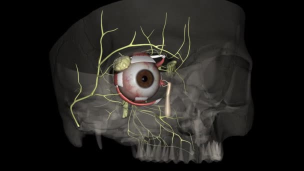 Riflesso Della Luce Dell Occhio Regolato Tre Strutture Retina Pretecto — Video Stock