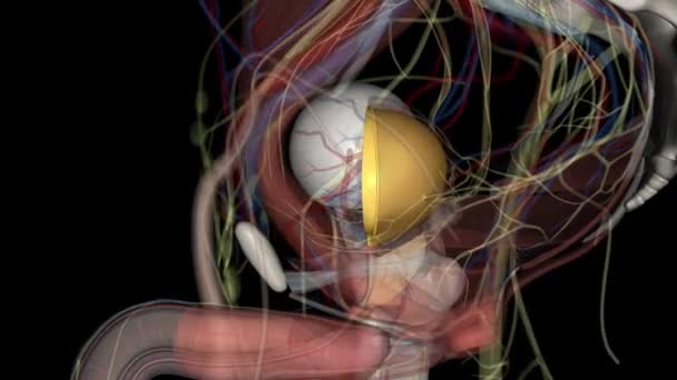 膀胱的内衬是过渡上皮细胞的黏膜 与输尿管的黏膜是连续的 — 图库视频影像