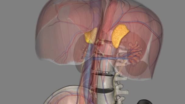 アデレン腺 英語版 両腎臓の上部に位置する小さな三角形の腺である — ストック動画