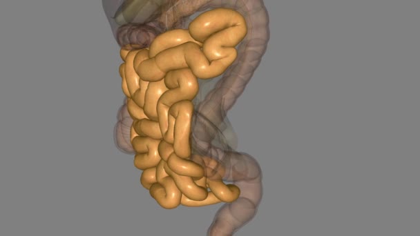 Small Intestine Also Referred Small Bowel Specialized Tubular Structure Stomach — Stock Video