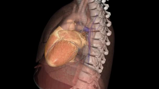 Kalp Çoğu Hayvanda Kas Organıdır Organ Dolaşım Sisteminin Kan Damarlarına — Stok video