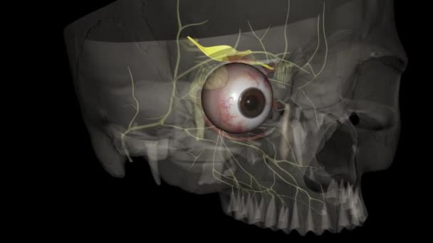 Movimiento Ocular Constricción Pupila Nervio Troclear Movimiento Del Ojo Tracto — Vídeos de Stock