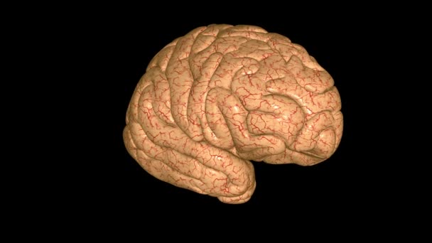Mózg Jest Podzielony Lewą Prawą Półkulę — Wideo stockowe