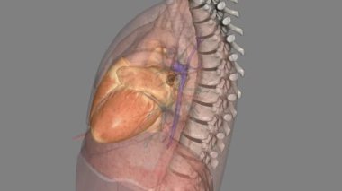 Kalp çoğu hayvanda kas organıdır. Bu organ dolaşım sisteminin kan damarlarına kan pompalıyor..