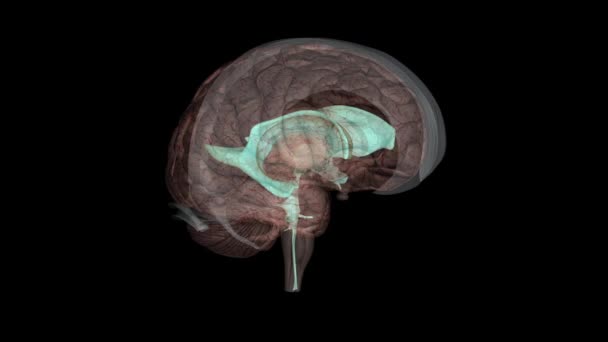 脑室是产生脑脊液并将脑脊液输送到颅腔周围的结构 — 图库视频影像