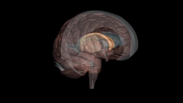 Мозоль Тіла Великий Пучок Більш Ніж 200 Мільйонів Мієлінових Нервових — стокове відео