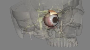 Levator palpebra üstleri göz kapağını yükselten yörüngedeki kaslardır. Levator palpebrae üstleri .