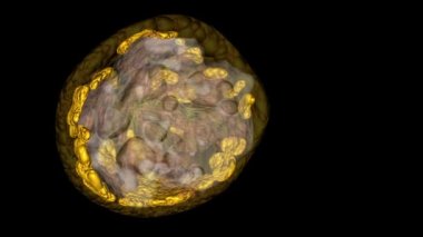 Dokuya veda et. Dişi göğsü çoğunlukla adipoz doku adı verilen yağ hücrelerinden oluşur. .