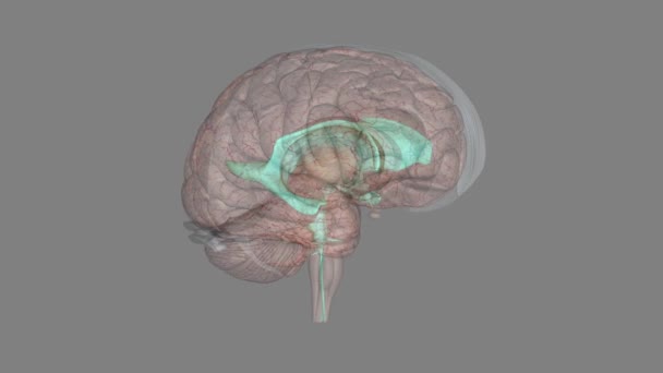 脑室是产生脑脊液并将脑脊液输送到颅腔周围的结构 — 图库视频影像