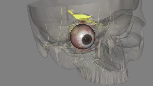 Συμπίεση Της Κόρης Της Κίνησης Των Ματιών Trochlear Nerve Κίνηση — Αρχείο Βίντεο