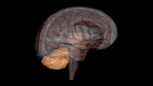 Мозочок Частиною Мозку Який Відіграє Важливу Роль Більшості Фізичних Рухів — стокове відео
