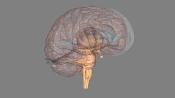 Beyin Sapı Beyninizin Sapa Benzeyen Alt Kısmıdır Beynini Omuriliğine Bağlıyor — Stok video