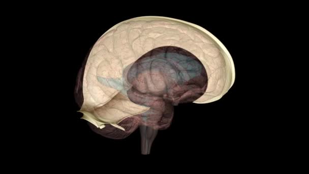 Falx Serebri Tentoryum Serebelli Beynin Bölümleri Arasında Bulunan Ince Dural — Stok video