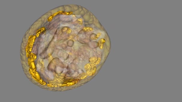 脂肪组织 女性乳房主要由一组称为脂肪组织的脂肪细胞组成 — 图库视频影像