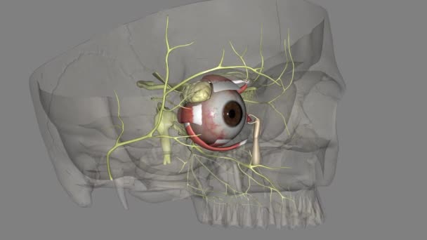 眼睛的光反射受三种结构的调节 视网膜 前部和 双极细胞和视网膜神经节细胞 — 图库视频影像