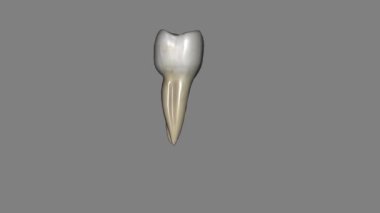 Alt çene kemiği ikinci azı dişi, çene kemiğinin ilk kalıcı azı dişine benzer. Ama birincil diş tüm boyutlarında daha küçüktür..