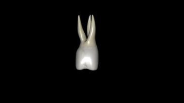 Üst çene kemiği ikinci azı dişi, dişin üst çene kemiğindeki ilk azı dişlerinden uzak olarak yerleştirilmiş ama iki çene kemiğindeki üçüncü azı dişinden de mesiyaldir.