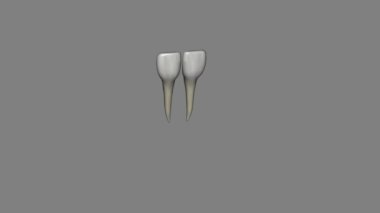 Mandibular merkez kesici diş, çene üzerinde bulunan, yüzün orta çizgisine bitişik olan dişdir..