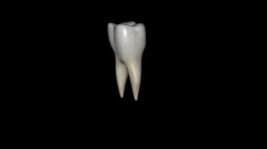 Alt çenenin ilk azı dişinin genellikle iki kökü vardır, bir kemik ve bir distal..