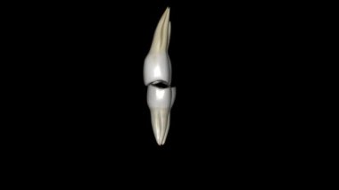 Molar, Maxillar ve Mandibular 3d