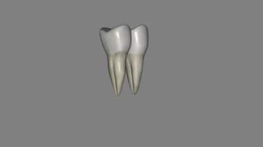 Alt çene azı dişi, iki alt çenenin dişlerinden ve iki alt çene azı dişinden iki tarafa yerleştirilmiş olan dişdir..