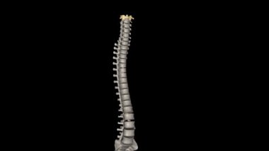 The atlas (plural: atlases) is the first cervical vertebra, commonly called C1.