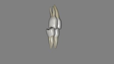 Molar, Maxillar ve Mandibular 3d