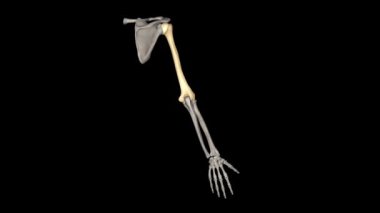 The humerus is a long bone in the arm that runs from the shoulder to the elbow .