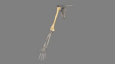 The humerus is a long bone in the arm that runs from the shoulder to the elbow .