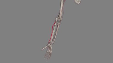Radyal arter, kol atardamarının bir dalıdır. Üst koldaki ana kan damarı. .