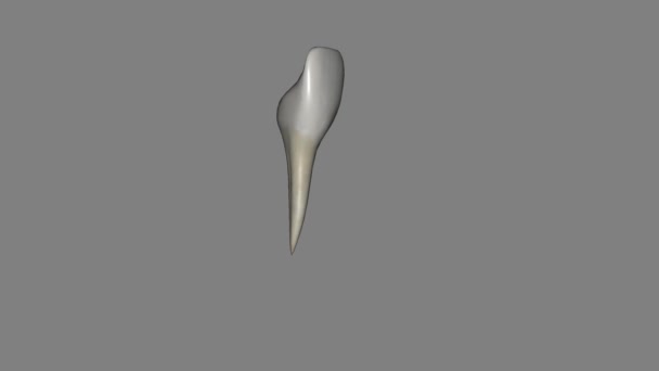 Mandibular Lateral Incisor Tooth Located Distally Both Mandibular Central Incisors — Stock Video