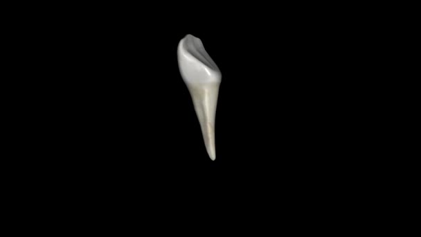 Mandibular Canine Tooth Located Distally Both Mandibular Lateral Incisors Mouth — Stock Video