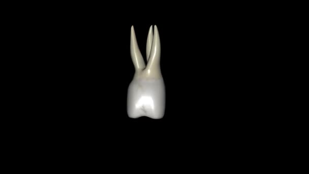 Drugim Zębem Trzonowym Szczękowym Jest Ząb Zlokalizowany Dystalnie Zarówno Szczękowych — Wideo stockowe