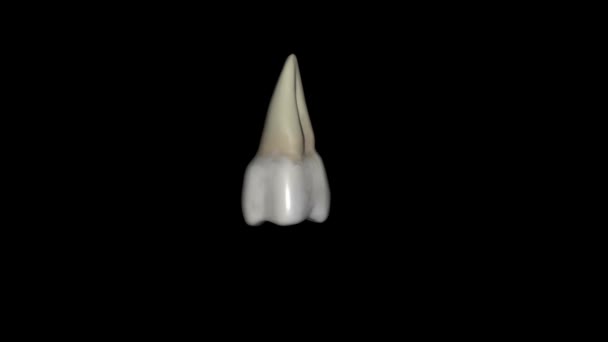 Oberkiefer Dritter Molar Befindet Sich Sehr Posterior Zahnbogen — Stockvideo