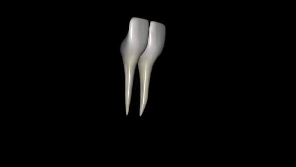 Centralnym Siekaczem Żuchwy Jest Ząb Znajdujący Się Szczęce Przylegający Linii — Wideo stockowe