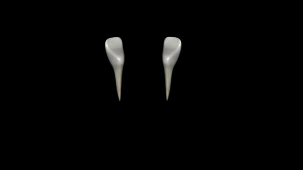 Mandibular Lateral Incisor Tooth Located Distally Both Mandibular Central Incisors — Stock Video