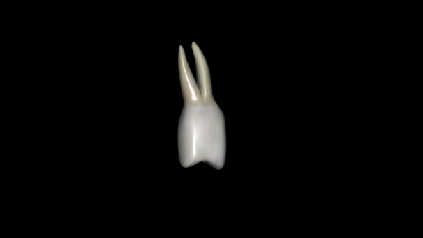Mandibulární První Premolár Oproti Klisně Objemnější Korunu Ale Jeho Kořen — Stock video