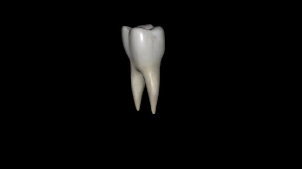 Нижнечелюстный Первый Коренной Зуб Обычно Имеет Два Корня Мезиальный Дистальный — стоковое видео