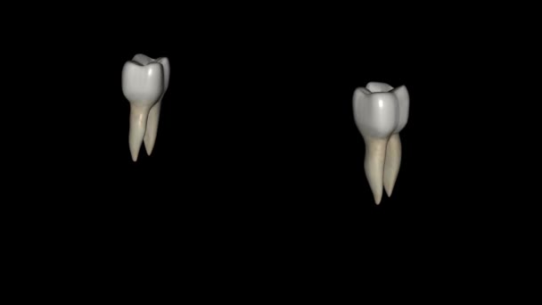 Нижнечелюстный Второй Коренной Зуб Напоминает Нижнечелюстный Первый Постоянный Коренной Зуб — стоковое видео