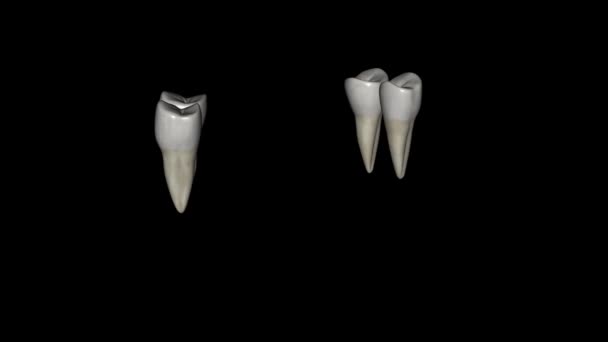 Язистий Перший Премолярний Зуб Розташований Збоку Від Обох Яких Канавок — стокове відео