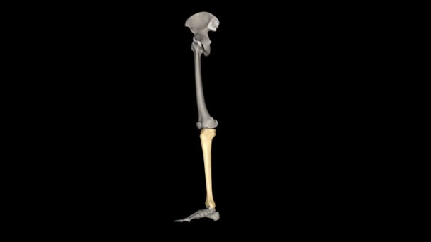 Tibia Shinbone Larger Two Bones Lower Leg — Stock Video