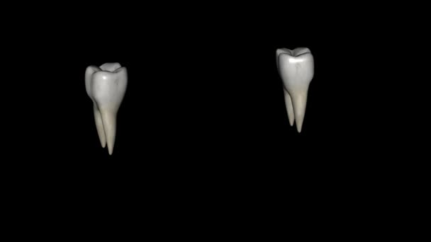 Mandibular First Molar Usually Has Two Roots Mesial Distal — Stock Video
