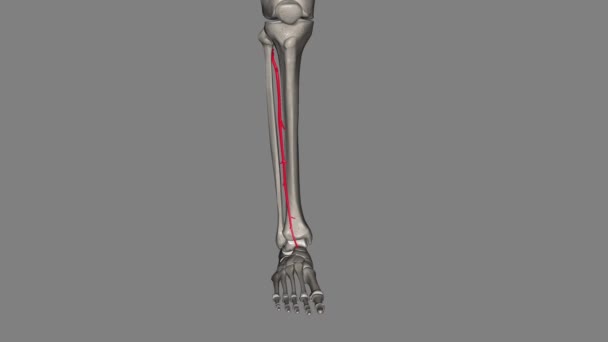 胫前动脉是腿的动脉 — 图库视频影像