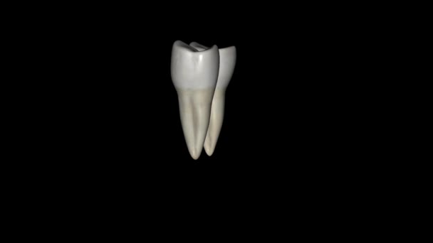 Den Mandibulära Första Premolar Tanden Som Ligger Sidled Från Både — Stockvideo