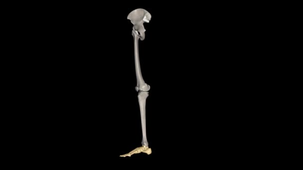 人类的脚是一个由26块骨头 33个关节组成的坚固而复杂的机械结构 — 图库视频影像