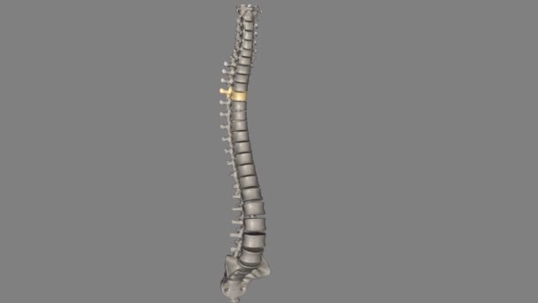 トラシックバーテブラル T4ツエルブ脊椎は トラシチック脊椎に位置し 1からT 12に番号付けされています — ストック動画