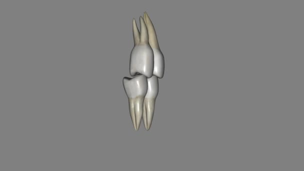 前磨牙 颌骨及下颌骨3D — 图库视频影像