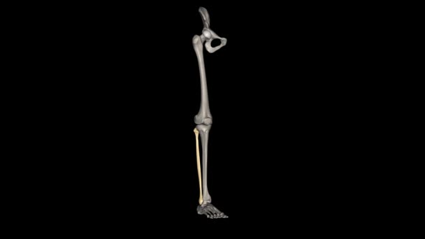 Fibula Long Bone Lower Extremity Positioned Lateral Side Tibia — Stock Video